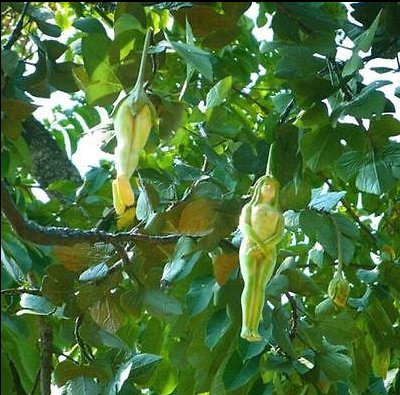Rare Female Ginseng Health Fruit Eggplant Pepino Seeds Tree Plant 10PCs